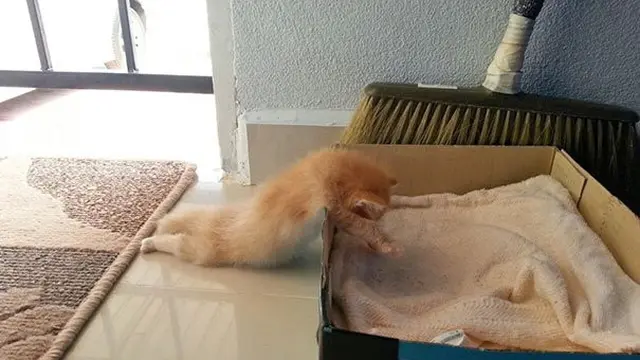 10 Potret Kucing Tidur dengan Pose Nyeleneh di Lokasi Absurd Ini Bikin Geleng Kepala