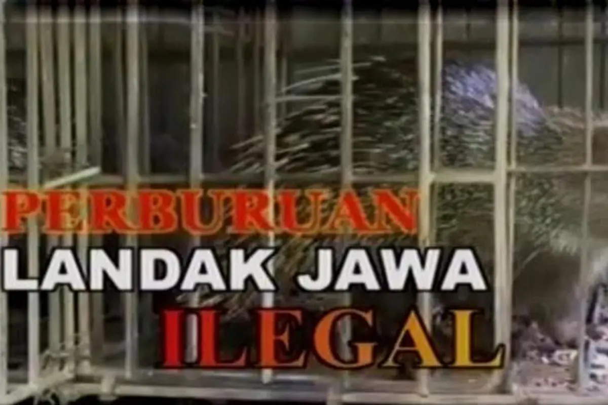 Sigi Investigasi: Perburuan Landak Jawa Ilegal