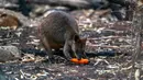 Walabi memakan wortel yang dijatuhkan oleh petugas margasatwa NSW di atas daerah yang terkena dampak kebakaran hutan di sepanjang Pantai Selatan New South Wales pada 11 Januari 2020. Penyebaran dilakukan lewat udara dengan sejumlah helikopter.  (STR/NSW NATIONAL PARKS AND WILDLIFE SERVICES/AFP)