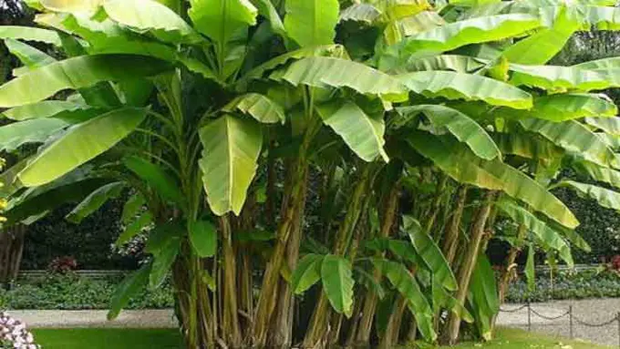 Pohon Pisang Bisa Jadi Sebuah Lukisan Indah dan Keren