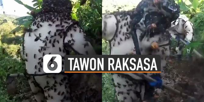 VIDEO: Ngilu, Pria Dikelilingi Ratusan Tawon Raksasa Saat Menggali Tanah