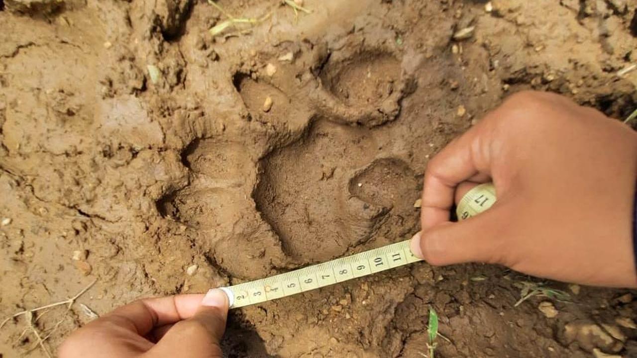 Jejak kaki harimau yang terkam tiga ekor kerbau di Agam. (Liputan6.com/ BKSDA Agam).