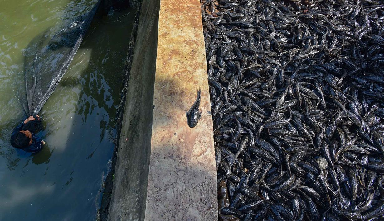Salah satunya di saluran PHB Setu Babakan, Jagakarsa, Jakarta Selatan. Tampak dalam foto, Petugas Penanganan Prasarana dan Sarana Umum (PPSU) menjaring ikan sapu-sapu di kawasan Setu Babakan, Jakarta Selatan, Jumat (17/4/2026). (merdeka.com/Arie Basuki)