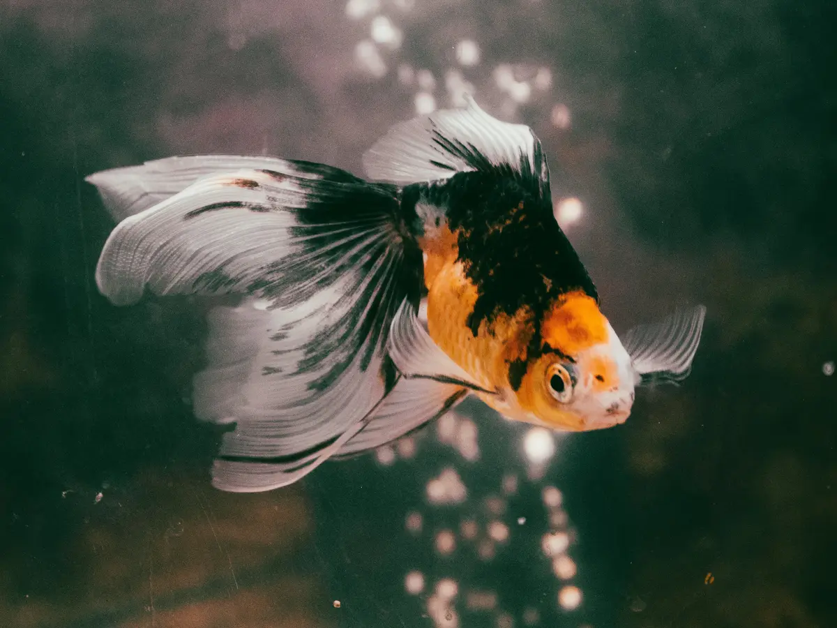 Arti Mimpi Ikan, Salah Satunya Akan Dapat Banyak Uang - Hot