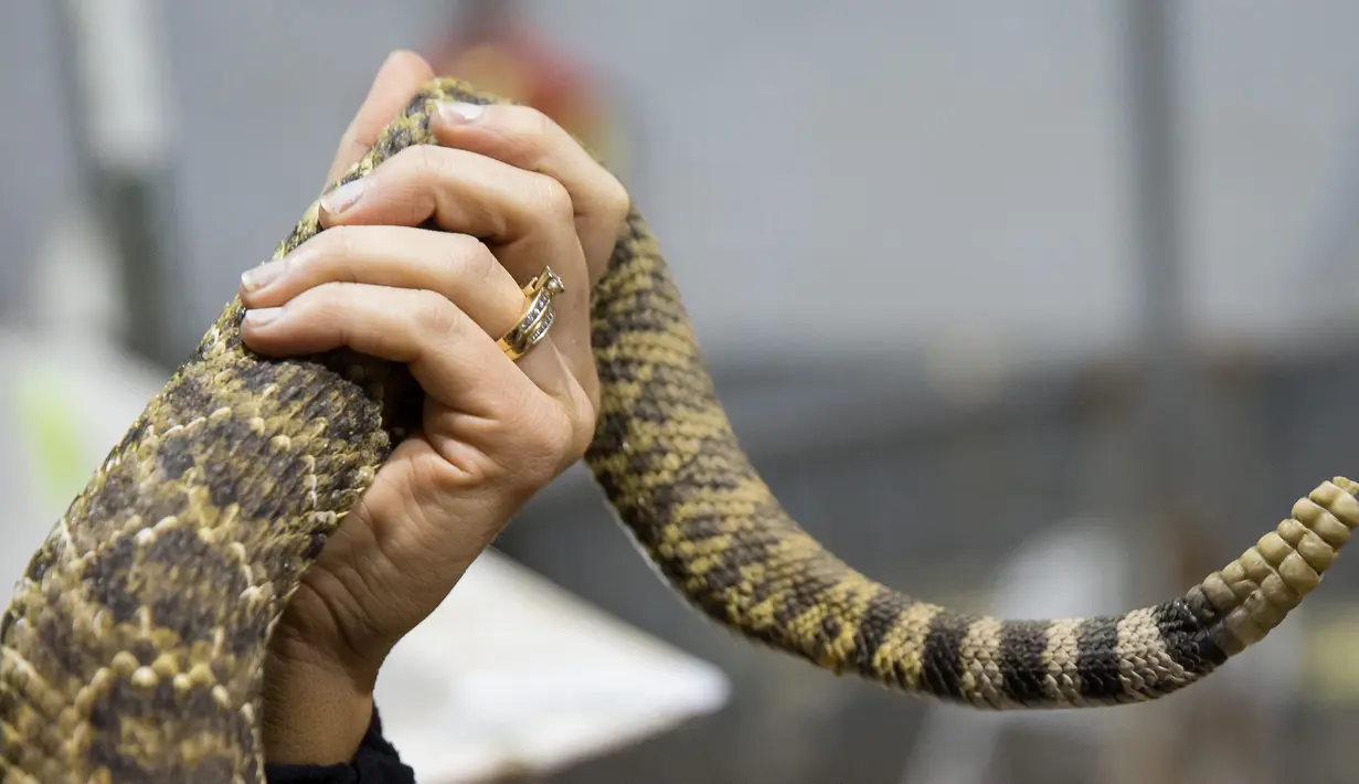 Seorang wanita mengangkat seekor ular derik saat berpose dalam kompetisi Roundup Sweetwater Rattlesnake di Texas, Amerika Serikat, Sabtu (10/3). Acara tahunan ini biasa dihadiri ribuan pengunjung  dari berbagai penjuru AS. (Loren Elliott/AFP)