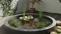 7 Cara Mengatasi Kolam Ikan di Rumah yang Sering Hijau Tanpa Bahan Kimia, Jernih Alami