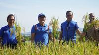 Menteri Perdagangan Zulkifli Hasan melakukan panen padi perdana tahun 2023 di sawah agro wisata organis Mulyaharja, Bogor Selatan, Kota Bogor.