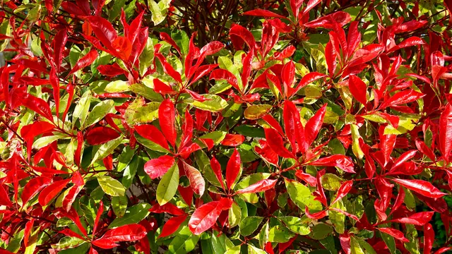 Photinia ‘Red Robin’, Tanaman Pagar Merah yang Rimbun dan Menawan