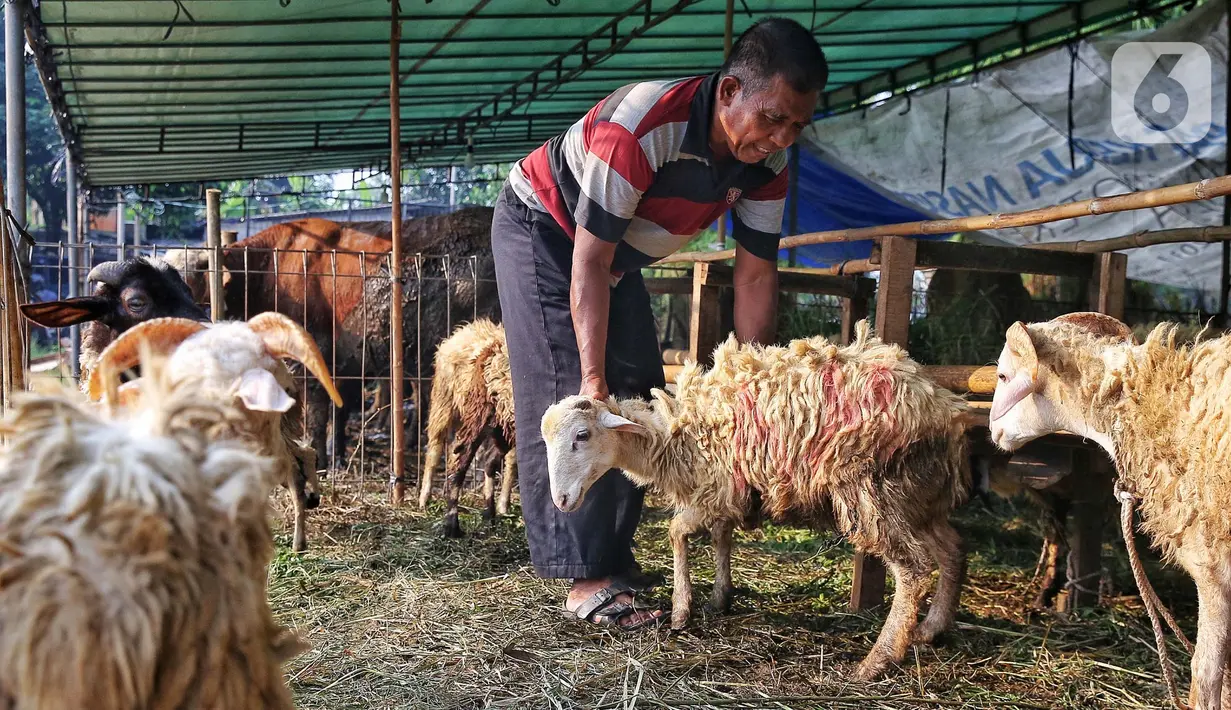 Diketahui, Idul Adha 1446 Hijriah diprediksi jatuh pada tanggal 6 Juni 2025. (Liputan6.com/Angga Yuniar)