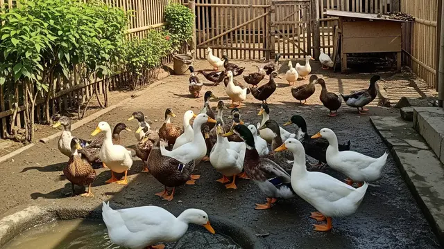 Ternak Bebek 10 Ekor untuk Pemula di Desa, Tips Lengkap Meraup Cuan
