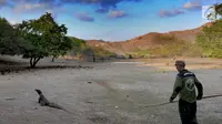 Guide taman nasional berinteraksi dengan seekor komodo di Pulau Rinca, Taman Nasional Komodo, NTT, Minggu (14/10). Pulau Rinca dihuni lebih dari 1.500 ekor komodo. (Merdeka.com/Arie Basuki)