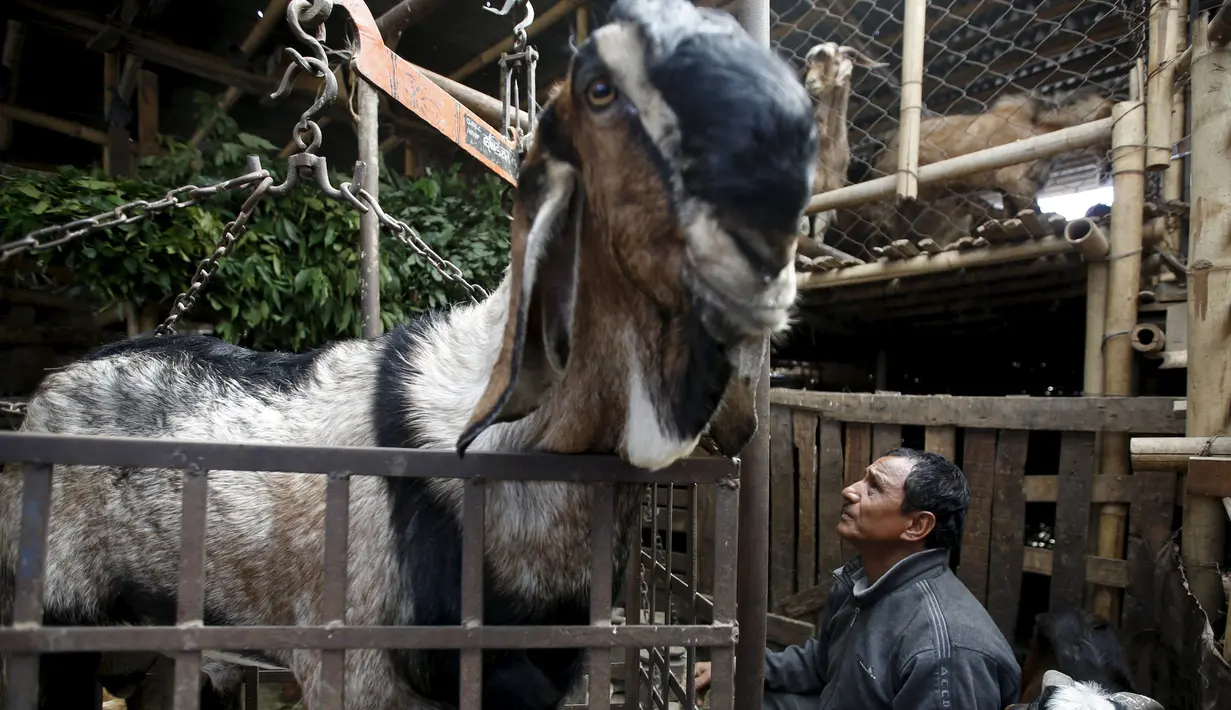  Seekor kambing ditimbang sebelum dijual selama festival keagamaan terbesar bagi umat Hindu di Nepal, Kamis (15/10/2015).  Warga Hindu Nepal merayakannya dengan mengorbankan hewan, menerbangkan layangan dan menyembah Dewi Durga. (REUTERS/Navesh Chitrakar)