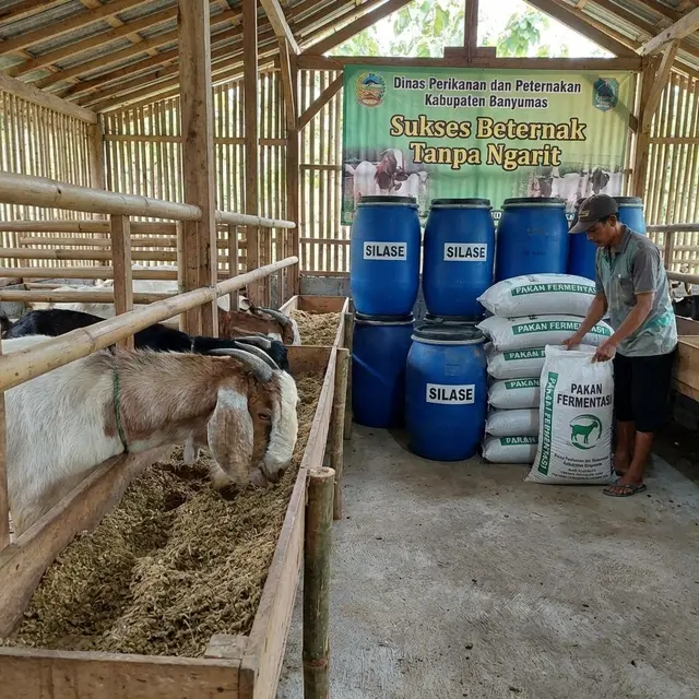 Alternatif Pakan Ternak Kambing Pengganti Rumput