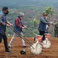 Produktivitas tinggi jagung di Kecamatan Limbangan, Garut, Jawa Barat berpotensi menjadi komoditas unggulan prioritas ekspor sektor pertanian. (Liputan6.com/Jayadi Supriadin)