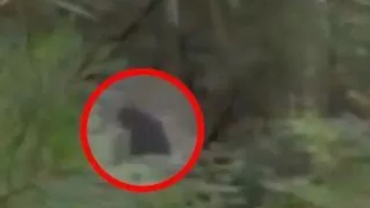 Sebuah rekaman menunjukkan Bigfoot berkeliaran di hutan Amerika (photo: The Sun)