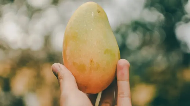 Mangga - Vania