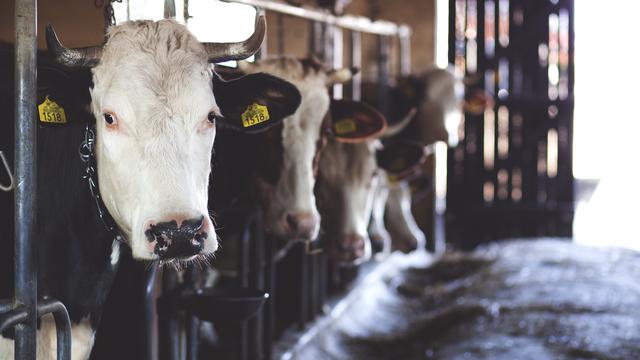 Ilustrasi hewan kurban