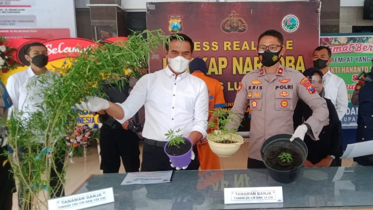 2 Pemuda Lumajang Tanam Ganja di Halaman Belakang (Liputan6.com/Dok: Polres Lumajang)