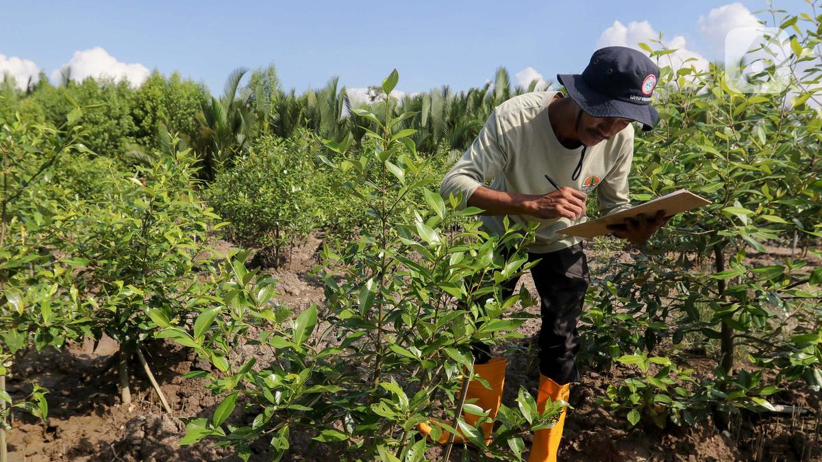 Dukung Program Indonesia Net Zero Emission, Kilang Pertamina Internasional Project Sumatera Tanam dan Rawat Hutan Mangrove