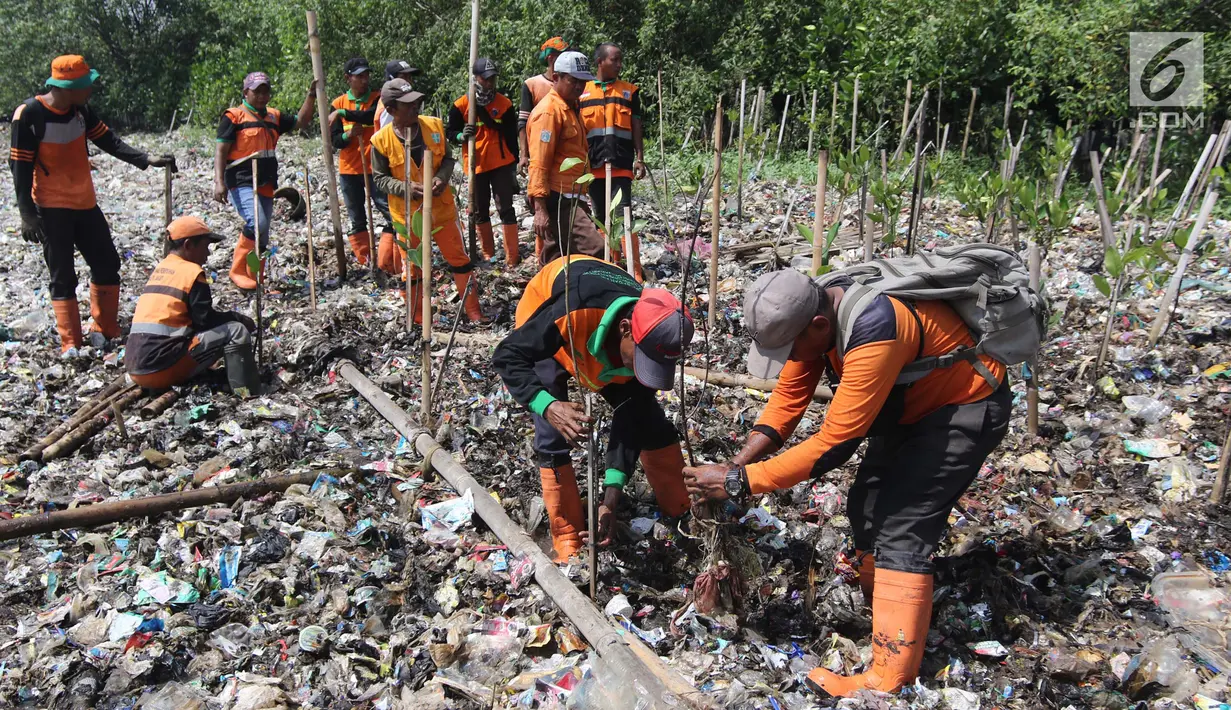 Petugas Sudin Lingkungan Hidup bersama PPSU menanam bibit pohon mangrove di atas tumpukan sampah di kawasan hutan mangrove Ecomarine, Jakarta Utara, Minggu (18/3). Media tanam bibit mangrove itu berupa sampah yang terurai. (Liputan6.com/Arya Manggala)