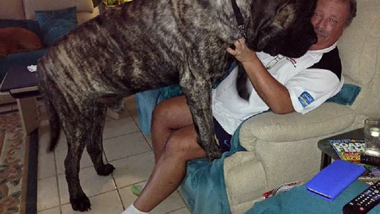 [Bintang] Anjing 