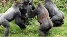 Empat gorila berkelahi saat merebutkan tomat untuk sarapan di Kebun Binatang Paignton, Devon (3/10/14). (Dailymail) 