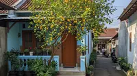 9 Pohon yang Cocok untuk Rumah Gang Sempit, Pilihan Aman dan Estetis Lahan Terbatas