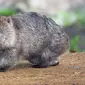 Wombat (Vombatus ursinus tasmaniensis) di Maria Island, Tasmania, Australia (Wikimedia Commons/JJ Harrison)