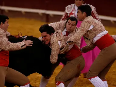 Tim Coruche Forcados saat bertarung melawan banteng di arena Campo Pequeno, Lisbon, Portugal (2/6/2016). Pertarungan ini merupakan pertunjukan tradisional yang telah lama ada di Portugal. (REUTERS/Rafael Marchante)