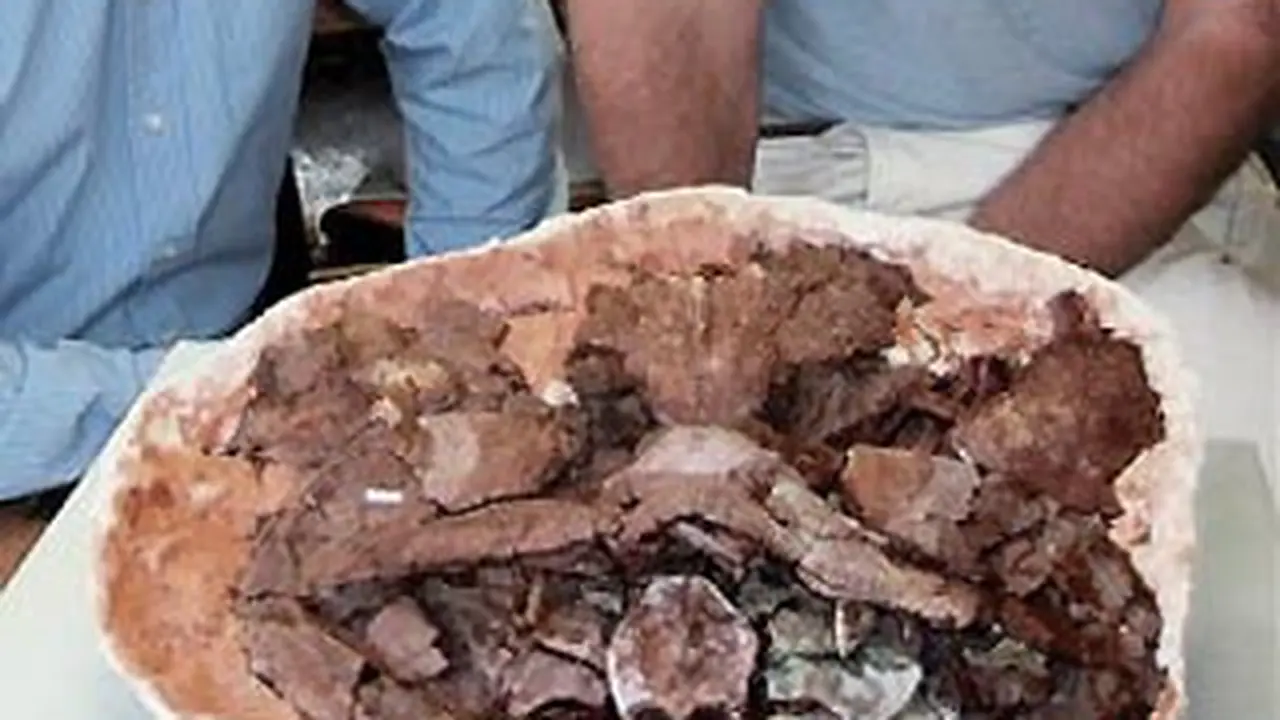 110914afosil-ikan.jpg