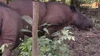 [VIDEO] Melawan Kepunahan Badak Sumatera