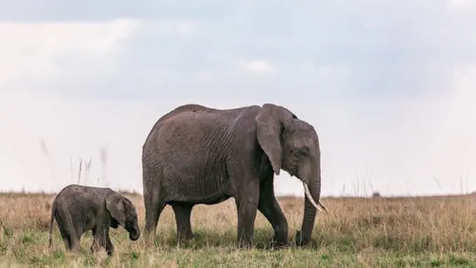 Bangkai Gajah Liar Ditemukan di Pedalaman Aceh Utara, Diduga Mati karena Berkelahi