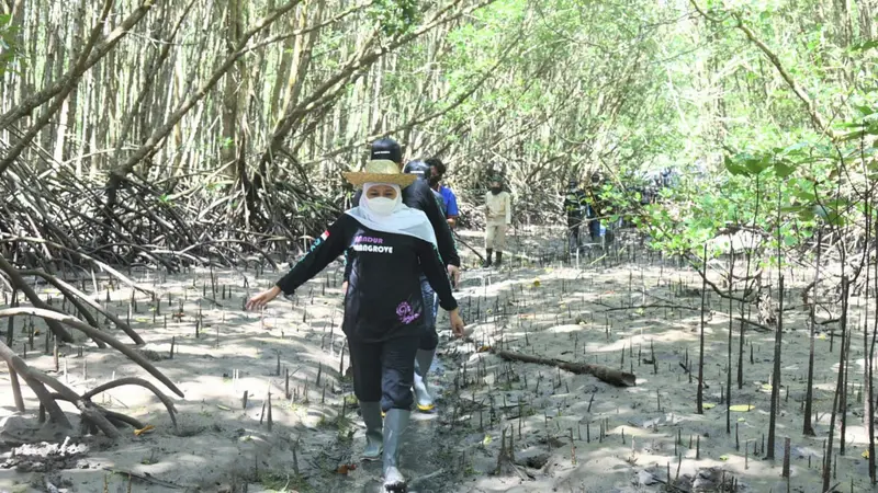 Khofifah Indar Parawansa menanam  mangrove di Kawasan Ekosistem Esensial (KEE) Teluk Pangpang Banyuwangi. (Dian Kurniawan/Liputan6.com)