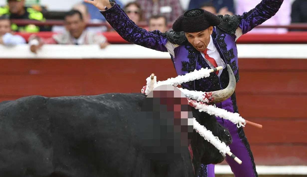 Seorang matador tampil saat adu banteng di arena adu banteng Canaveralejo dalam rangka Festival Cali di Cali, Kolombia (27/12/2022). (AFP/Joaquin Sarmiento)