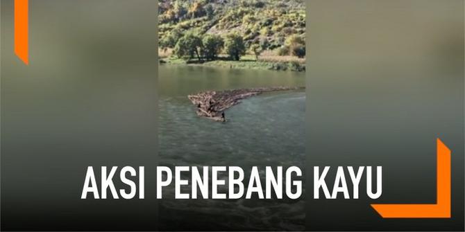 VIDEO: Cara Unik Penebang Pohon Bawa Tumpukan Kayu di Sungai