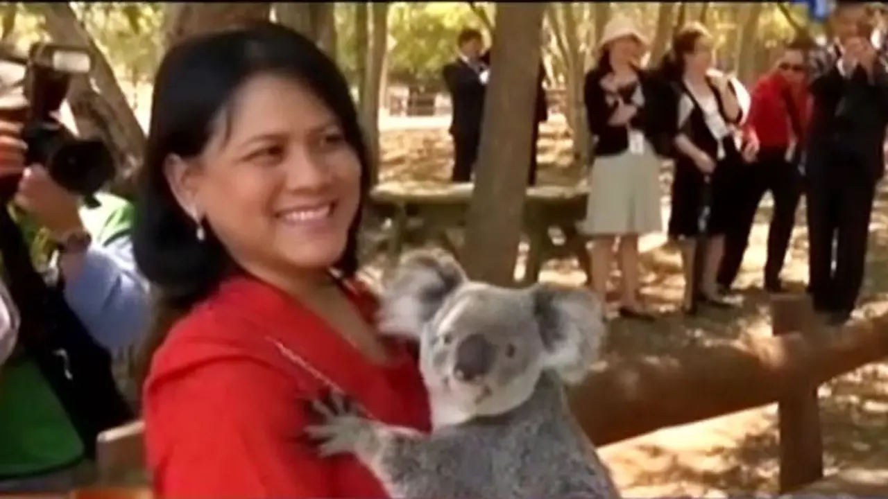 (Lip6 Petang) Koala