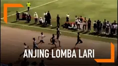 Seekor anjing tiba-tiba nyelonong ikut serta dalam sebuah lomba lari di Ningxia, China. Walaupun cuma nimbrung hewan tersebut bisa finis di posisi ke-3. Namun kemenangan itu tak dianggap.