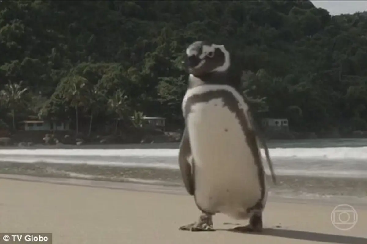 Penguin