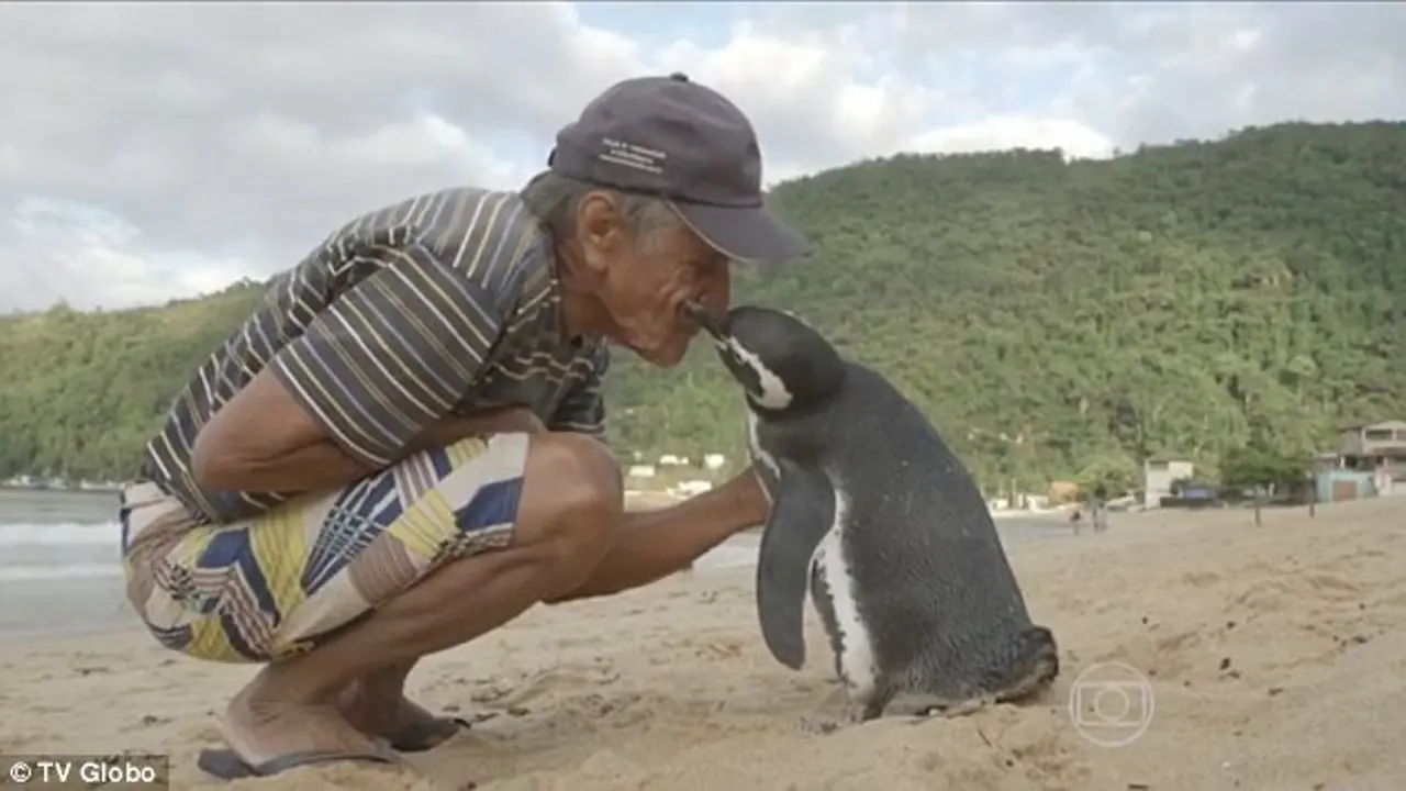 Penguin