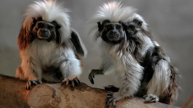 Cotton Top Tamarin