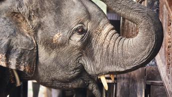 Kisah Gajah Happy Penghuni Kebun Binatang yang Hidupnya Diperdebatkan di Pengadilan