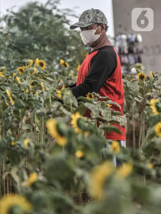 Budi (63) melakukan perawatan kebun bunga matahari di kawasan Kalimalang, Jakarta, Rabu (14/7/2021). Pandemi Covid-19 menyebabkan Budi kehilangan mata pencaharian sebagai penjual tiket pertandingan olahraga dan beralih profesi menjadi petani benih bunga matahari. (merdeka.com/Iqbal S Nugroho)