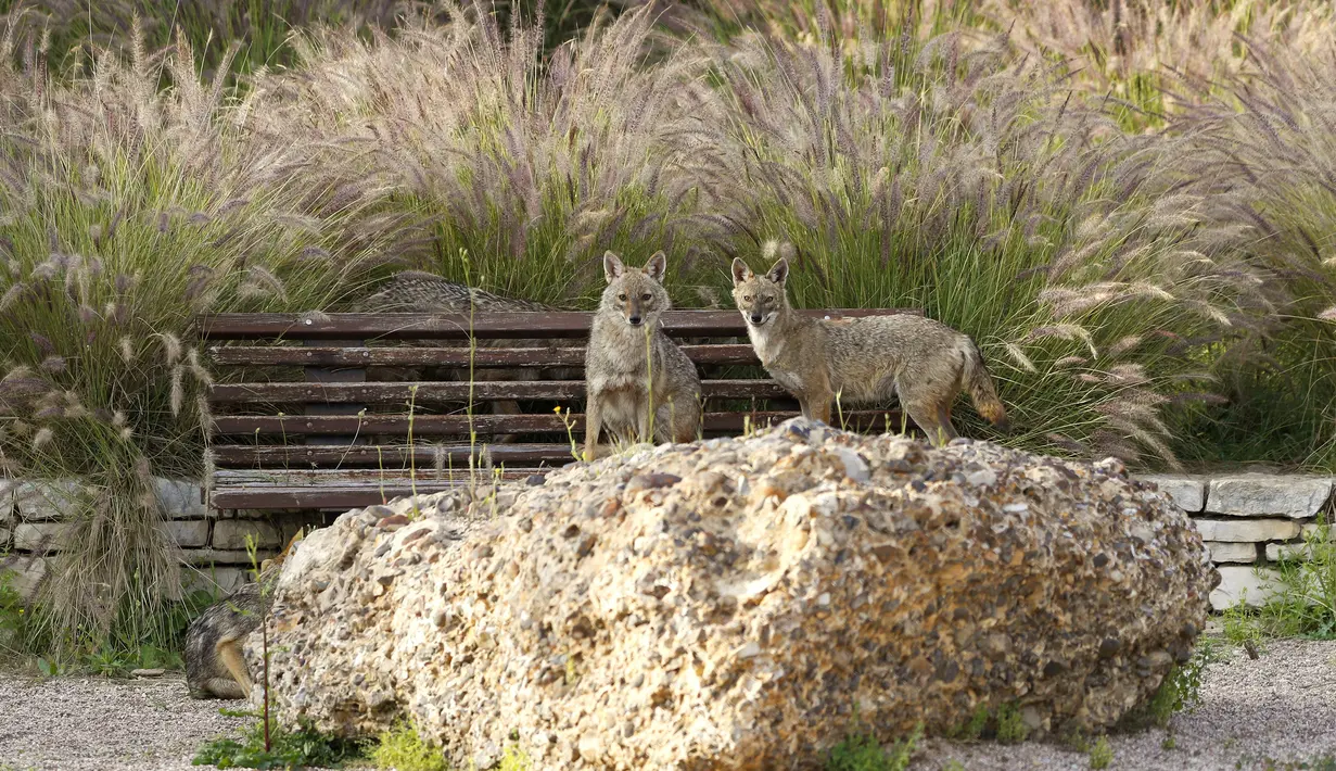 Serigala bermain di Yarkon Park di kota pesisir Israel, Tel Aviv pada 13 April 2020. Lusinan serigala mengambil alih sebuah taman yang sepi karena penerapan lockdown akibat virus Corona untuk mencari makanan di tempat yang biasanya digunakan olahraga, piknik dan berjemur. (JACK GUEZ/AFP)