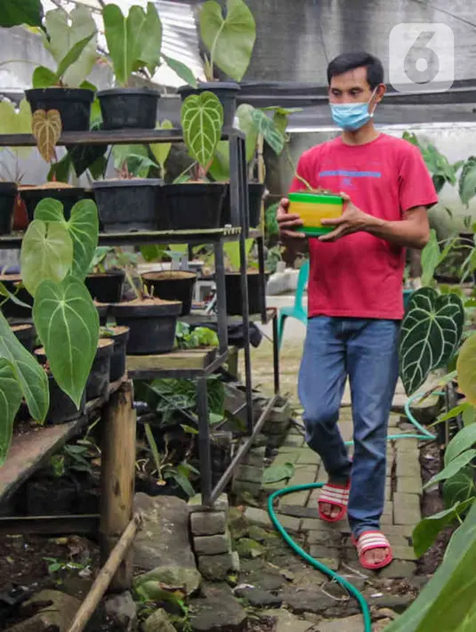 Pembudi daya membawa tanaman hias kuping gajah (Anthurium crystallinum) di Pinang, Kota Tangerang, Banten, Jumat (21/1/2022). Tanaman hias berbagai jenis dari harga Rp50 ribu hingga Rp2 juta per tanaman tersebut dipasarkan sampai Thailand, Malaysia hingga Kanada. (Liputan6.com/Angga Yuniar)