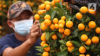 Pekerja merawat pohon jeruk Kim Kit yang dijual di Meruya, Jakarta Barat, Minggu (24/1/2021). Jeruk kim kit dengan daun hijau gelap dan bunga berwarna kuning keemasan ini diburu saat Imlek karena membawa keberuntungan.  (Liputan6.com/Angga Yuniar)
