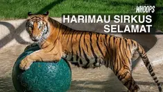 Sebelumnya Asha mendapat perlakuan semena-mena dari pegawai sirkus keliling dan serangan dari harimau yang lebih besar.