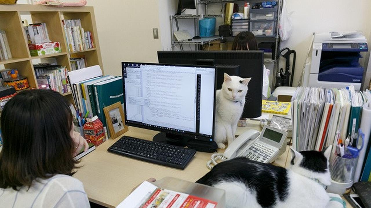 Unik, Perusahaan Ini Pelihara Kucing untuk Atasi Stress Kerja