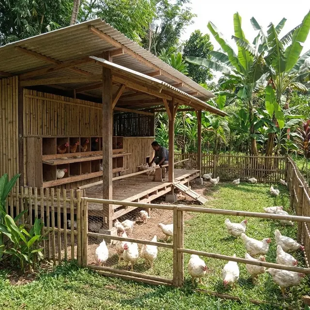 Desain Kandang Ayam Multifungsi untuk Ayam Pedaging dan Petelur