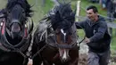 Dua ekor kuda menarik kayu gelondongan ke atas bukit saat mengikuti sebuah kompetisi di kota Sokolac, Bosnia (18/6). Acara ini merupakan festival di Bosnia yang digelar setiap tahun. (AP Photo/Amel Emric)