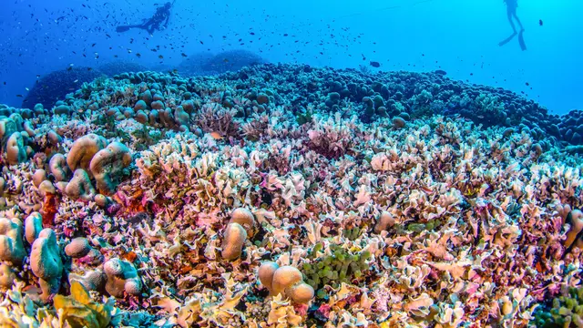 Karang Pavona clavus di Kepulauan Salomon merupakan surga bagi berbagai spesies laut termasuk ikan, kepiting, dan udang. (AFP)